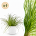 Green BoutiQ Cyperus alternifolius Zumula - 4 Plants incl. Pots Bild 1
