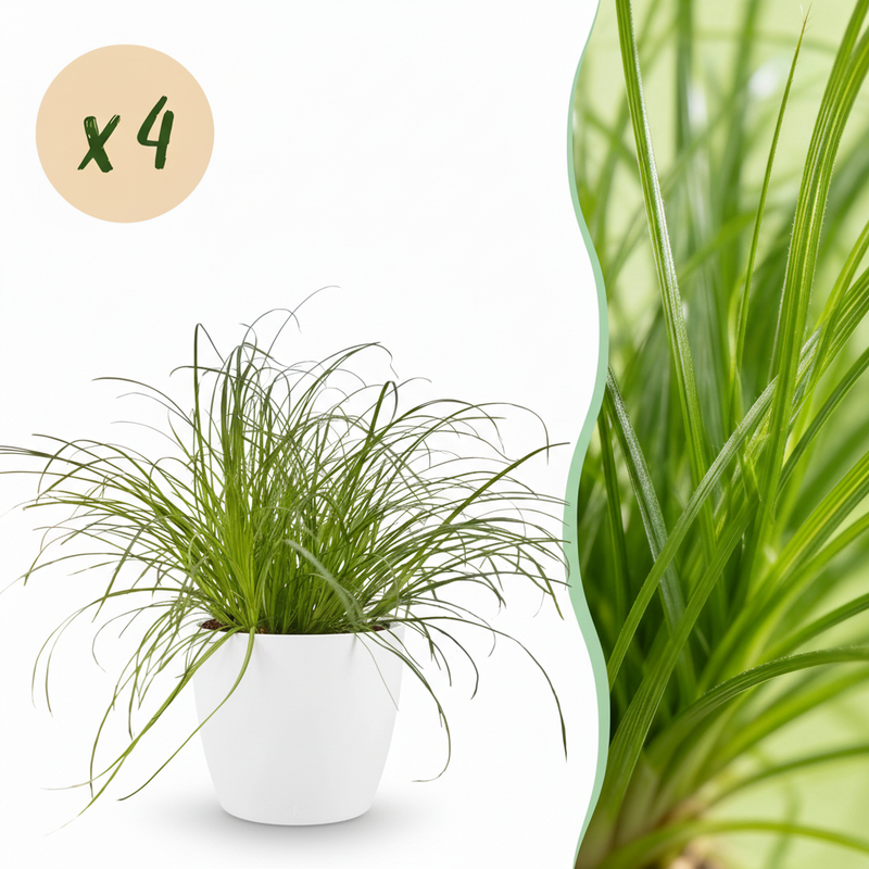 Green BoutiQ Cyperus alternifolius Zumula - 4 Plants incl. Pots