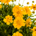 Coreopsis grandiflora Ø19cm - ↕50-60cm - Leuchtend gelbe Blüten Bild 4