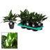 Aglaonema Maria Zimmerpflanze - Ø14cm, ↕40cm - Silberne Blattmuster Bild 2