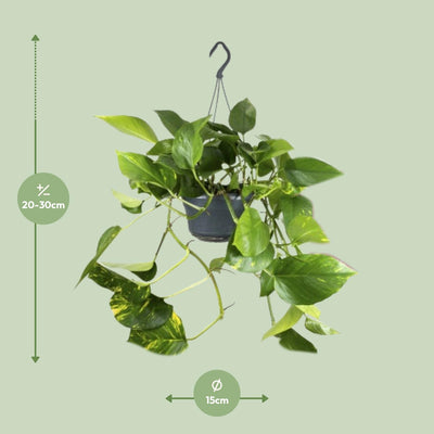 Epipremnum Aureum (Zimmerpflanze) Ø15cm - ↕25cm