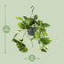 Epipremnum Aureum (Zimmerpflanze) Ø15cm - ↕25cm Bild 2