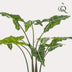 Artificial Plant Alocasia Frydek, 120 cm – Evergreen Elegance Bild 4