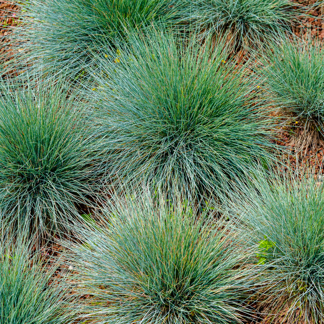 12x Festuca gautieri Ziergras (10-25cm) - Robuste Bodendecker