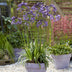 Agapanthus 'Poppin Purple' im 19cm Topf - Lila Blütenpracht Bild 3