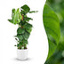 Monstera Deliciosa Houseplant on a Moss Pole - 90cm - White Pot Bild 1