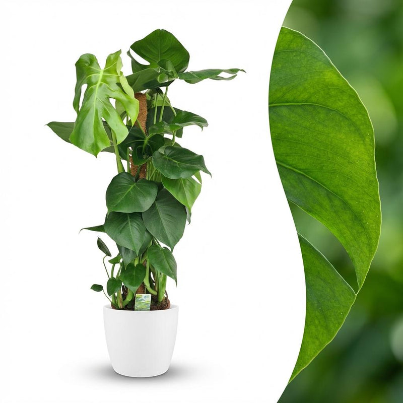 Monstera Deliciosa Houseplant on a Moss Pole - 90cm - White Pot