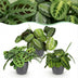 Green boutiQ: 3x Marantha Pflanzen-Set im Topf (12cm) Bild 1