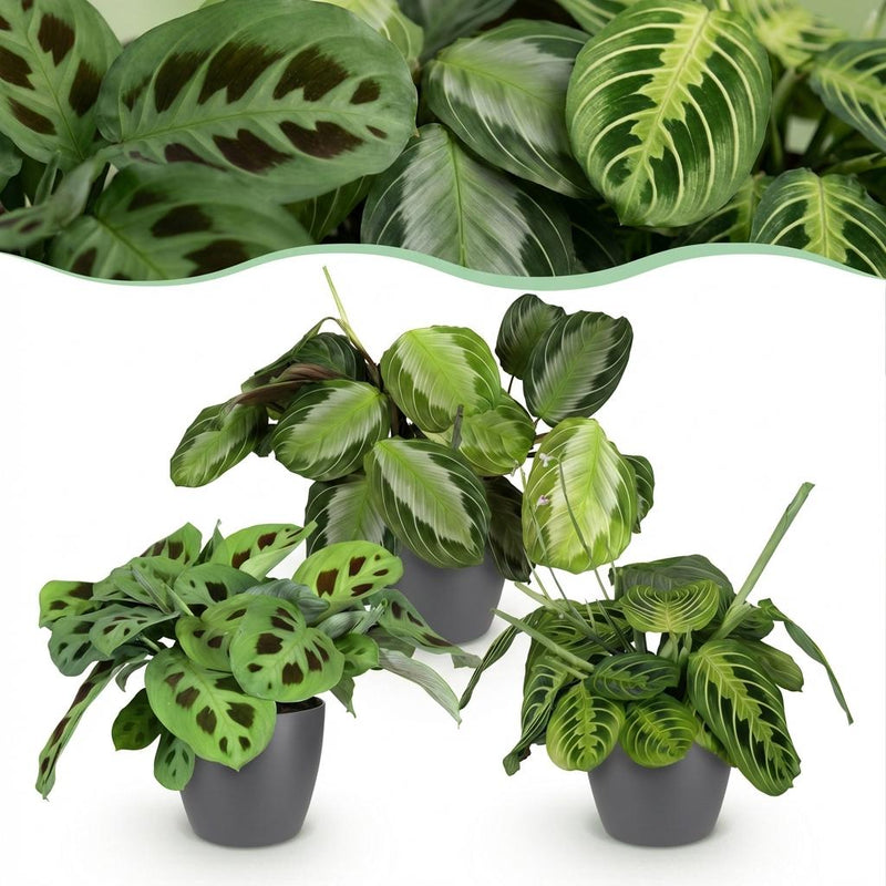 Green boutiQ: 3x Marantha Pflanzen-Set im Topf (12cm)