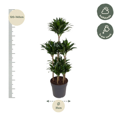 Dracaena Compacta Carrousel, 130 cm, Ø31: Elegante Grünpflanze
