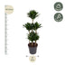 Dracaena Compacta Carrousel, 130 cm, Ø31: Elegante Grünpflanze Bild 2