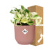 Epipremnum Happy Leaf: Pflegeleichte Zimmerpflanze mit Topf Bild 4