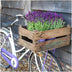 Pflanzen by Frank: 3er-Set Lavendel Anouk im Deko-Topf 'Old Look' Bild 3