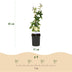 GreenboutiQ Passionsblume 'Avalanche' - Weiße Blüte, pflegeleicht, 2x Topf 11cm Bild 3