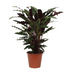 Calathea Wavestar - 80 cm - Ø19cm Bild 1