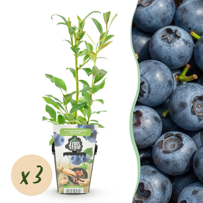 Blaubeere 'Northland' (Vaccinium corymbossum) - 3 Winterharte Pflanzen im Topf