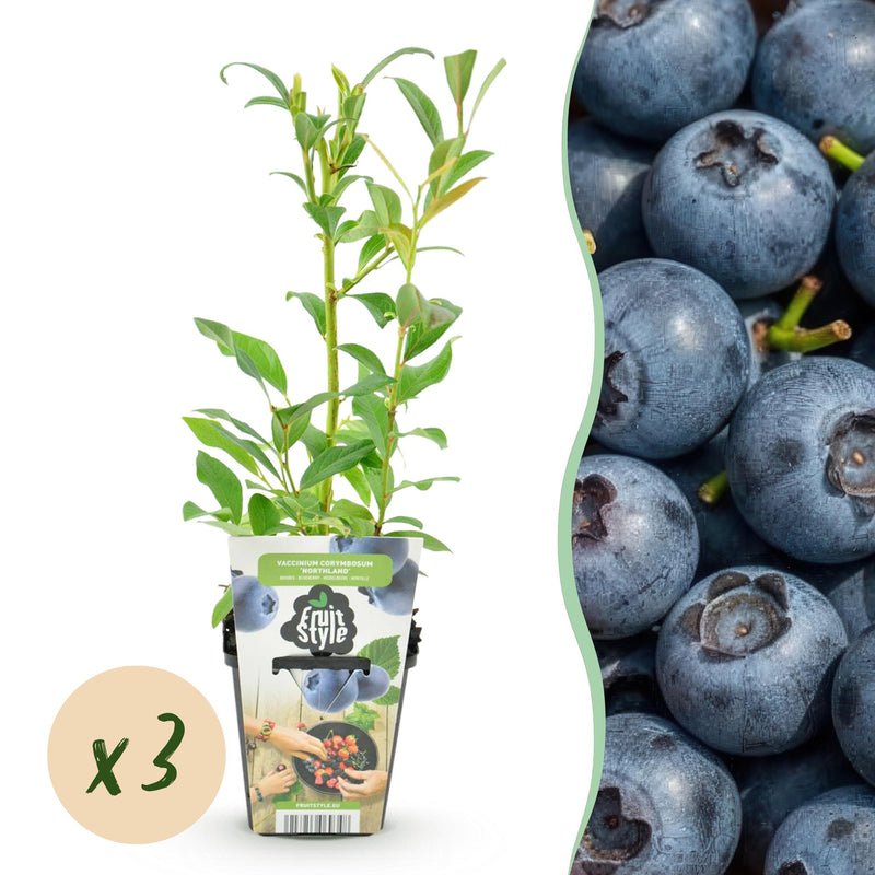 Blaubeere 'Northland' (Vaccinium corymbossum) - 3 Winterharte Pflanzen im Topf