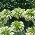 Agapanthus 'Everwhite' (23cm Topf) – Elegante weiße Schmucklilie Bild 4
