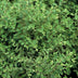6x Symphoricarpos ch. 'Hancock' - ↕10-25cm - Ø9cm Bild 3