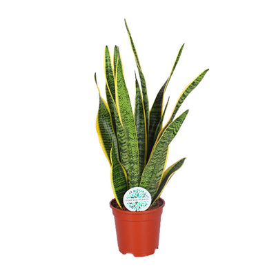 Sansevieria Trifasciata Laurentii - Schwiegermutterzunge, Ø17cm, ↕60cm