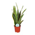 Sansevieria Trifasciata Laurentii - Schwiegermutterzunge, Ø17cm, ↕60cm Bild 1