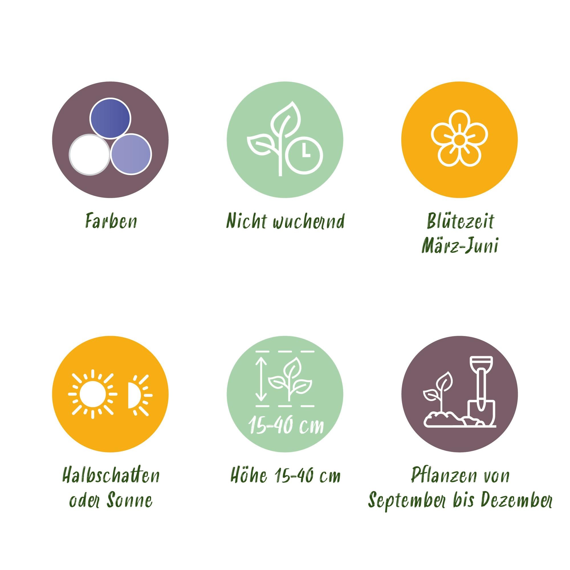 GreenboutiQ - Blumenzwiebeln - Zwiebel Garten Blue Mix - Bulbs Hardy Perennial - Verschiedene Arten - Farbe Blau - 125 Stück - Geschenkverpackung