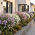 Green boutiQ - Perennial - Aster Tricolour - Sea Aster - Bee and Butterfly Attractors - Purple - Pink - White - 24 Plants - Pot 11cm - Height 15-25cm Bild 6