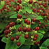 24x Hypericum inodorum 'Beauty' - ↕10-25cm - Ø9cm Bild 7