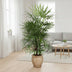 Rhapis Excelsa Damenpalme - 190 cm hoch, ø34 Topf Bild 3