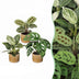 3x Baby Pflanzen Überraschungsbox - Tropisch & Farbenfroh - Ø6cm Bild 1