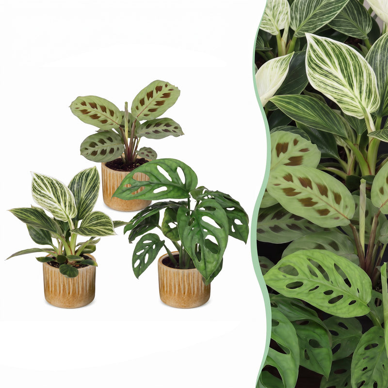 3x Baby Pflanzen Überraschungsbox - Tropisch & Farbenfroh - Ø6cm