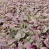 12x Ajuga reptans 'Burgundy Glow' Bodendecker - 10-25cm hoch Bild 6