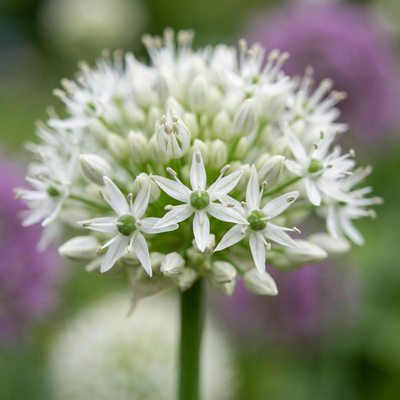 24x Kugellauch Mount Everest - Reinweiß, Sommerblüte