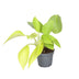 Philodendron Neon - Leuchtend gelbe Tropenpflanze, Ø6cm, ↕15cm Bild 1