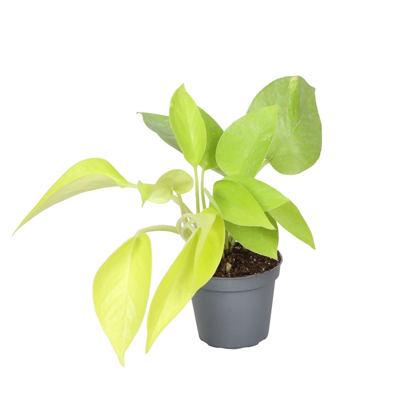 Philodendron Neon - Leuchtend gelbe Tropenpflanze, Ø6cm, ↕15cm