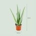 Aloe Vera Pflanze: 35-40cm, Ø 10,5cm Topf - Pflegeleicht & Dekorativ Bild 2