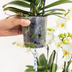 Hummingbird Orchid White Lausanne with red Diabolo pot & watering wick Bild 4