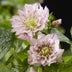 Lenzrose 'Double Ellen Pink' - 2 Pflanzen im 14cm Topf Bild 5