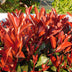 Photinia Red Robin Heckenpflanze: 8 Pflanzen, immergrün, für dichte Hecken Bild 6
