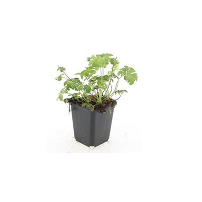 6x Storchschnabel 'Cambridge' - 10-25cm - Ø9cm