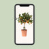 Zitrus Calamondin - Ø22cm - ↕80cm - Aromatische Früchte & Duft Bild 5