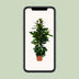 Ficus Cyathistipula – Afrikanische Feige – Ø21cm – ↕105cm Bild 5