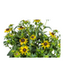 Rudbeckia Fulgida Little-Goldstar, Ø19cm Topf, 45-60cm Hoch Bild 4