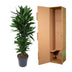 Dracaena Janet Lind verzweigt – 120 cm Bild 4