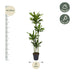 Dracaena Golden Coast - 170 cm - ø27 Bild 2
