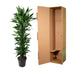 Dracaena Janet Lind verzweigt, 170 cm, Ø34 Bild 4