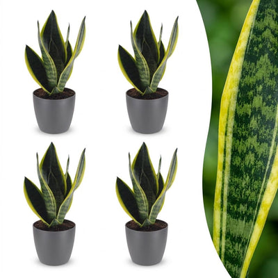 Green boutiQ - Sansevieria Future Superb - Bogenhanf - 4 Pflanzen - mit Potter Grijs - Topf 12cm - Höhe - 35cm