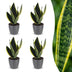 Green boutiQ - Sansevieria Future Superb - Bogenhanf - 4 Pflanzen - mit Potter Grijs - Topf 12cm - Höhe - 35cm Bild 1