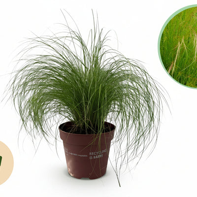 GreenboutiQ Ziergras Stipa tenuifolia Pony Tails, 4 Pflanzen, Topf 17cm