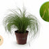 GreenboutiQ Ziergras Stipa tenuifolia Pony Tails, 4 Pflanzen, Topf 17cm Bild 1